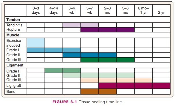 Tiempo de curación de los tejidos
